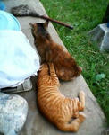 20040905.jpg