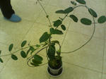 2005102603.jpg
