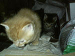 2005110301.jpg