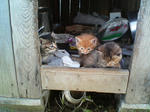 2005110431.jpg