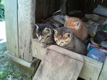2005110434.jpg