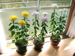 初めて育てた大輪の菊 ３鉢とも何とか花をつけました 09 11 15 菊作り Four Seasons