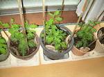 IMG_3452-0703.JPG