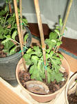IMG_3456-0703.JPG