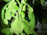 IMG_4293-1025.jpg