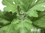2a72313f.jpg