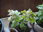 20110710.JPG