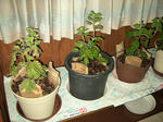 20110709.JPG