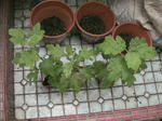 IMG_7101-2.jpg