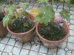 IMG_7105-2.jpg