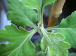IMG_7358.JPG