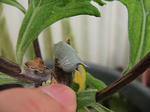 IMG_8373.JPG