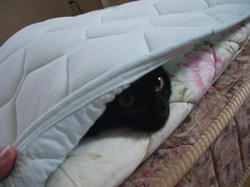 暑くないのか！