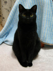 黒マト