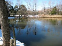 池が凍ってました