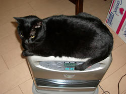 肥満黒猫発見