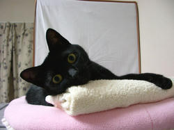 同じ黒猫なのにさぁ。