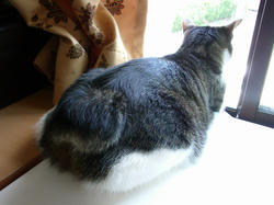 猫じゃぁないよねぇウサギっぽいよねぇ