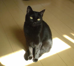 どんどん太っていく「たまる」。痩せて～