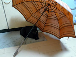 傘は落ち着くわぁ。