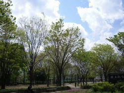 お昼ごろの公園