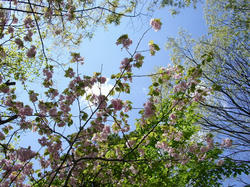 八重桜