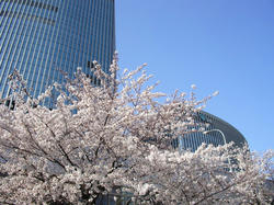 有楽町の桜