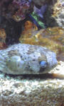 bb815755jpeg
