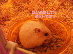 DSCF7623.jpg