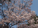兼六園内の桜