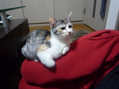 P1020631.jpg