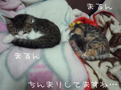 P-1050038.jpg