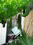 NEC_0037.JPG