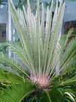 NEC_0082.jpg
