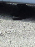 NEC_0084.jpg