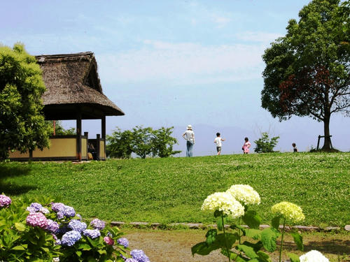 芦刈園（あじさい園）