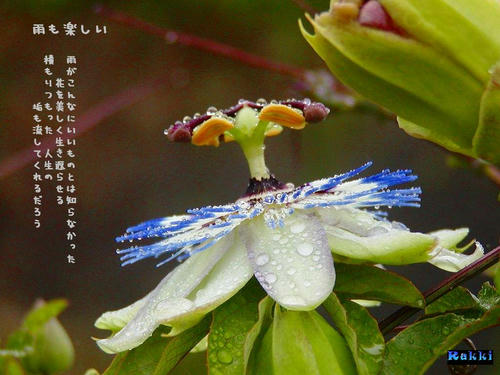 雨も楽しい