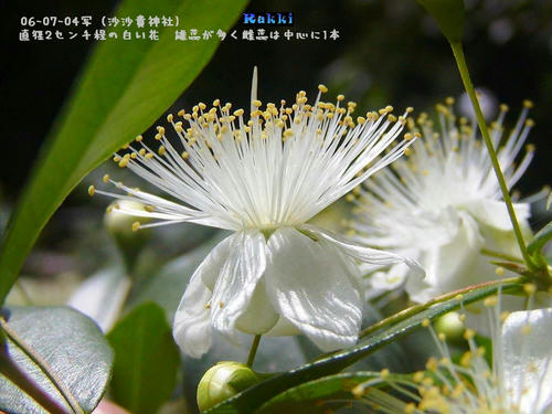 銀梅花