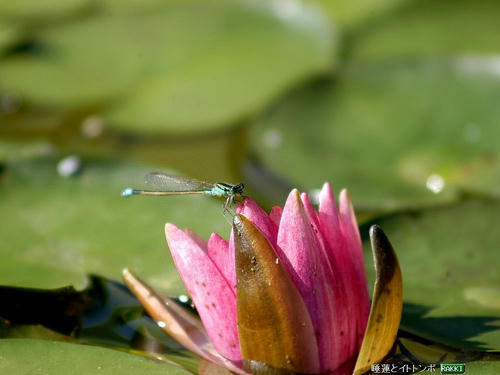 みずの森
