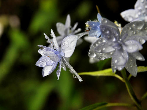 雨に似合う花