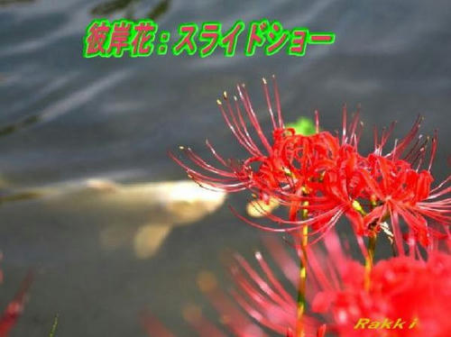 スライドショー