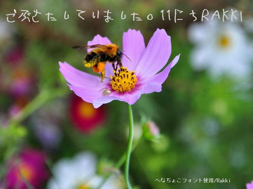 ひさしぶり