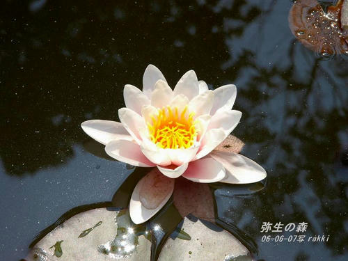弥生の森（睡蓮）
