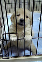 犬