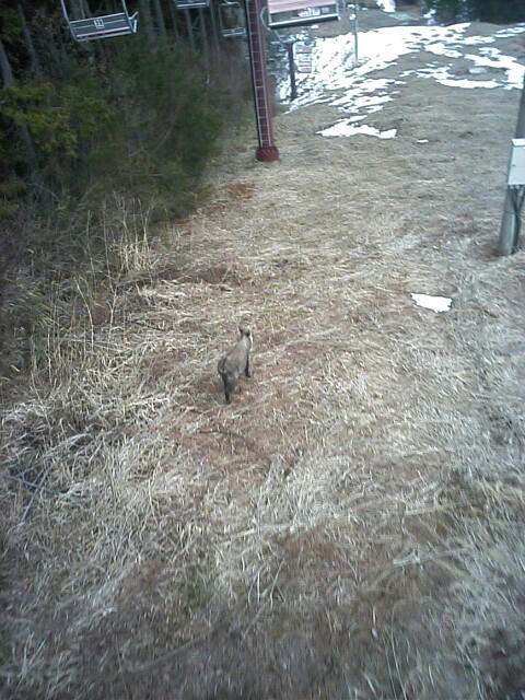 080313inari03.jpg