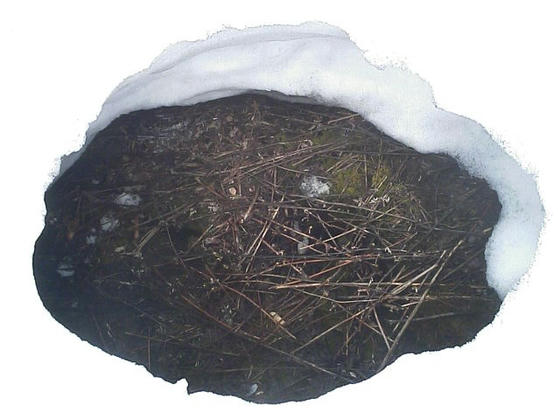 080420tugaike12.jpg