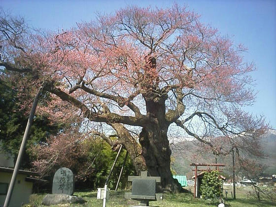 上伊那郡箕輪町にある県天然記念樹木指定の古木　「権現桜」　エドヒガンザクラです。