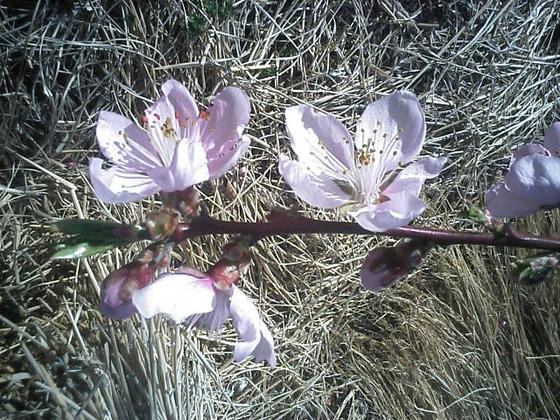 これは自宅の食用桃の花、今日開花した