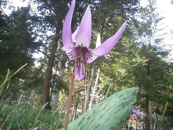 下向きに咲く花なのでカメラは地面に付けないとこの角度になりませんでした