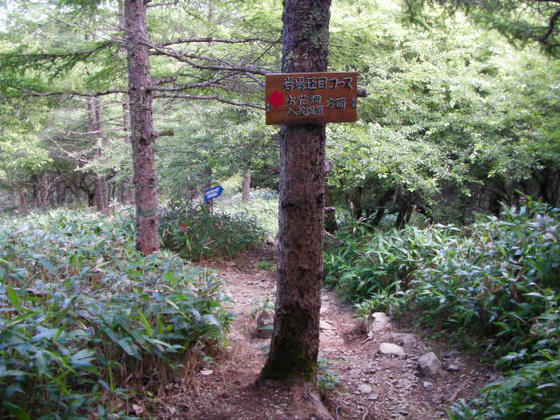 14：10　ほどほどの傾斜の登山道でした。表登山道の岩場迂回コースと合流すると山頂はすぐです